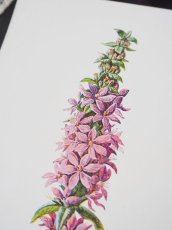 画像3: 植物画/英F.Edward Hulme作/ピンクの花 (3)