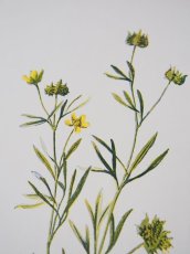 画像3: 植物画/英 F.Edward Hulme 作/2枚セット/ピンクと黄色い花 (3)