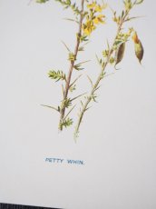 画像4: 植物画/英F.Edward Hulme作/黄色い花 (4)