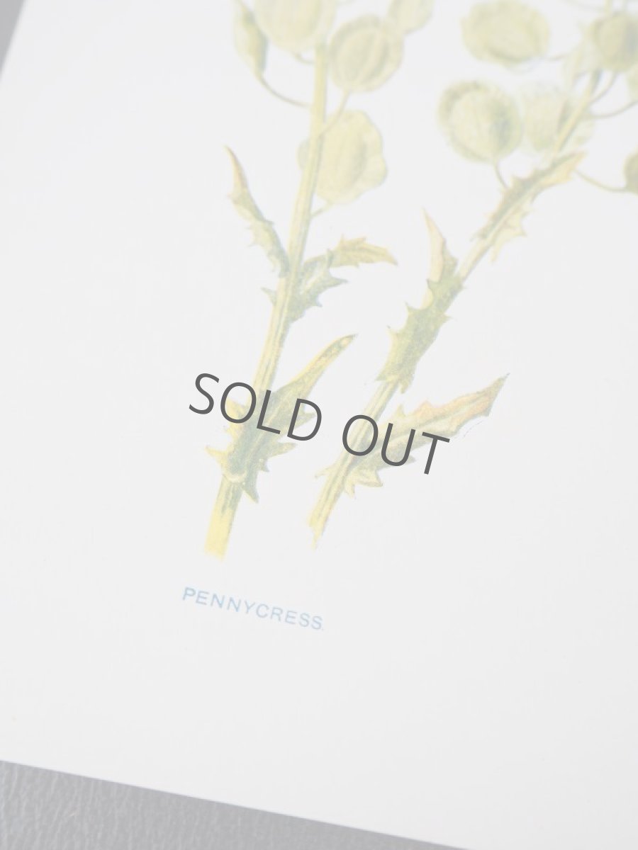 画像4: 植物画/英F.Edward Hulme作/グリーンの花 (4)