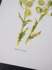 画像4: 植物画/英F.Edward Hulme作/グリーンの花 (4)