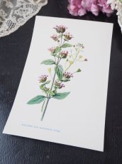 画像2: 植物画/英F.Edward Hulme作/ピンクの小花 (2)