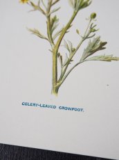 画像7: 植物画/英 F.Edward Hulme 作/2枚セット/青と黄色い花 (7)