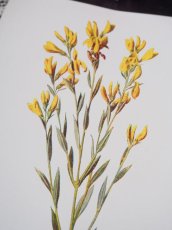 画像6: 植物画/英 F.Edward Hulme 作/2枚セット/黄色い花 (6)