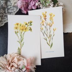 画像1: 植物画/英 F.Edward Hulme 作/2枚セット/黄色い花 (1)