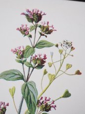 画像3: 植物画/英F.Edward Hulme作/ピンクの小花 (3)