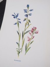 画像2: 植物画/英 F.Edward Hulme 作/2枚セット/青と黄色い花 (2)