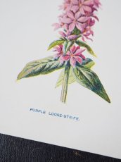 画像4: 植物画/英F.Edward Hulme作/ピンクの花 (4)