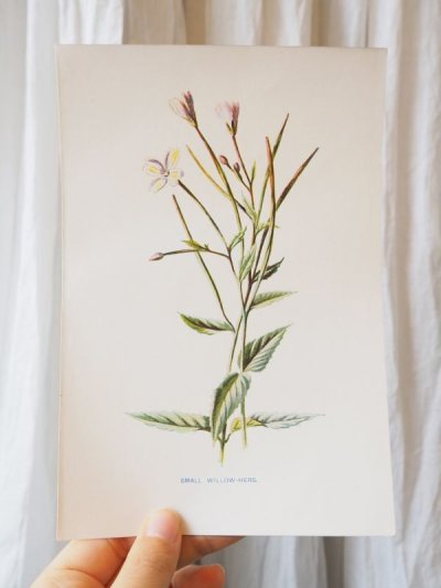 画像1: 植物画/英F.Edward Hulme作/白い花