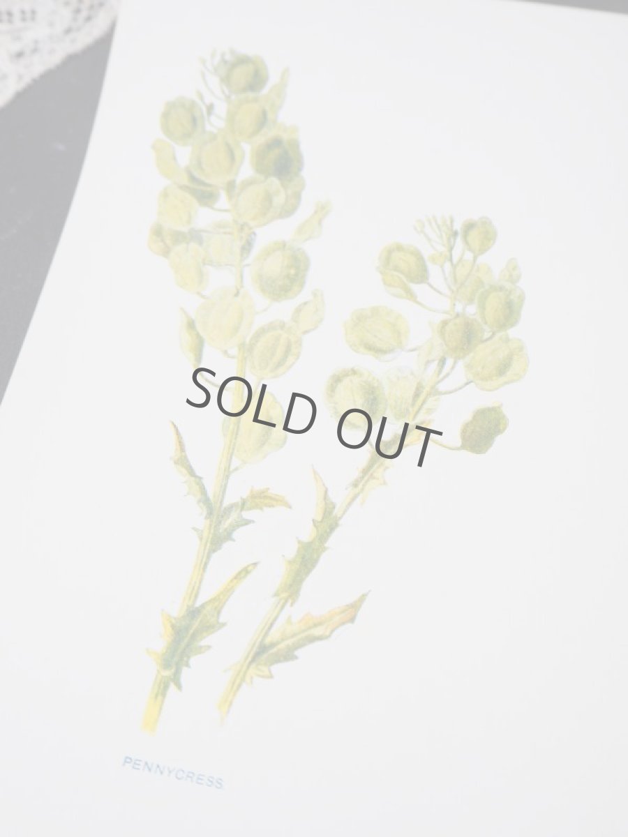 画像5: 植物画/英F.Edward Hulme作/グリーンの花 (5)