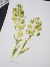 画像5: 植物画/英F.Edward Hulme作/グリーンの花 (5)