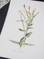 画像5: 植物画/英F.Edward Hulme作/白い花 (5)