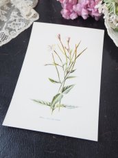 画像2: 植物画/英F.Edward Hulme作/白い花 (2)