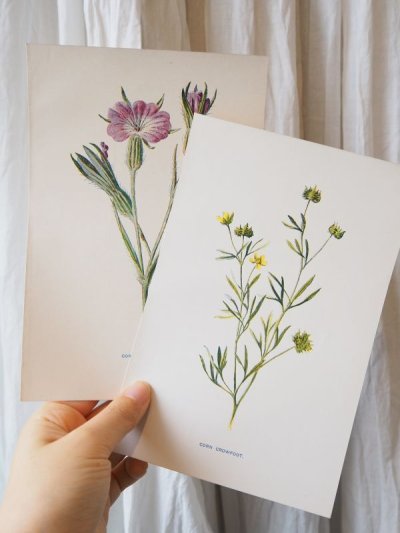 画像1: 植物画/英 F.Edward Hulme 作/2枚セット/ピンクと黄色い花
