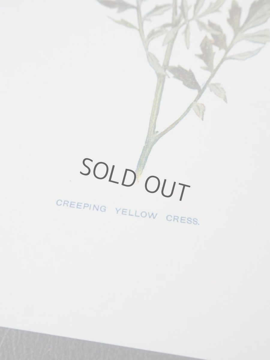 画像7: 植物画/英 F.Edward Hulme 作/2枚セット/紫と黄色い花 (7)