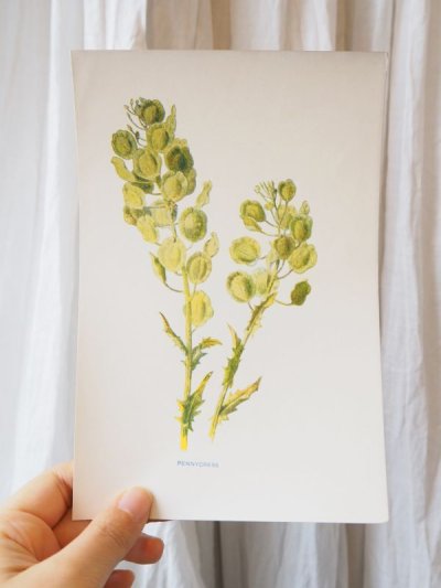画像1: 植物画/英F.Edward Hulme作/グリーンの花