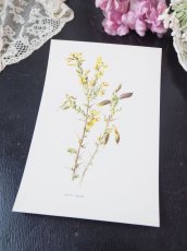 画像2: 植物画/英F.Edward Hulme作/黄色い花 (2)