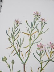 画像3: 植物画/英 F.Edward Hulme 作/2枚セット/ピンクの花 (3)