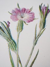 画像6: 植物画/英 F.Edward Hulme 作/2枚セット/ピンクと黄色い花 (6)
