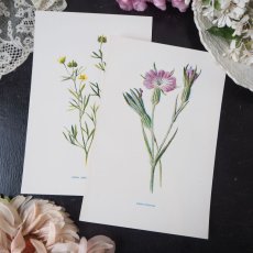画像1: 植物画/英 F.Edward Hulme 作/2枚セット/ピンクと黄色い花 (1)