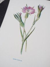 画像5: 植物画/英 F.Edward Hulme 作/2枚セット/ピンクと黄色い花 (5)