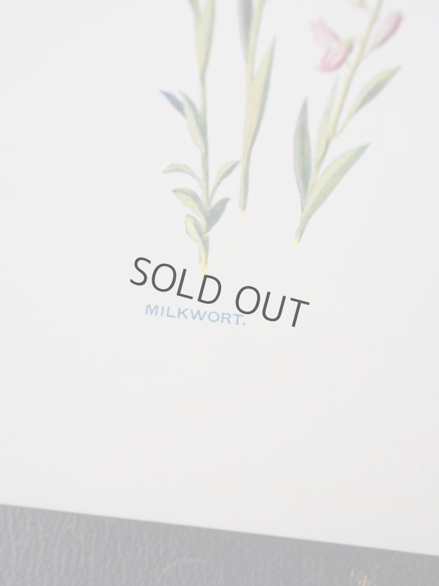 画像4: 植物画/英 F.Edward Hulme 作/2枚セット/青と黄色い花 (4)