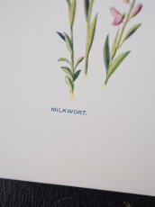 画像4: 植物画/英 F.Edward Hulme 作/2枚セット/青と黄色い花 (4)