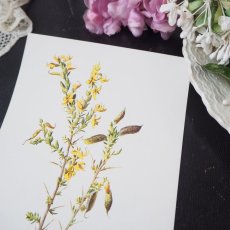 画像1: 植物画/英F.Edward Hulme作/黄色い花 (1)