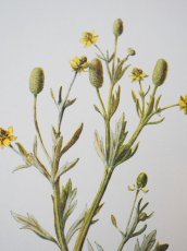 画像6: 植物画/英 F.Edward Hulme 作/2枚セット/青と黄色い花 (6)