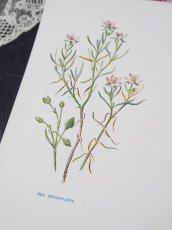 画像2: 植物画/英 F.Edward Hulme 作/2枚セット/ピンクの花 (2)