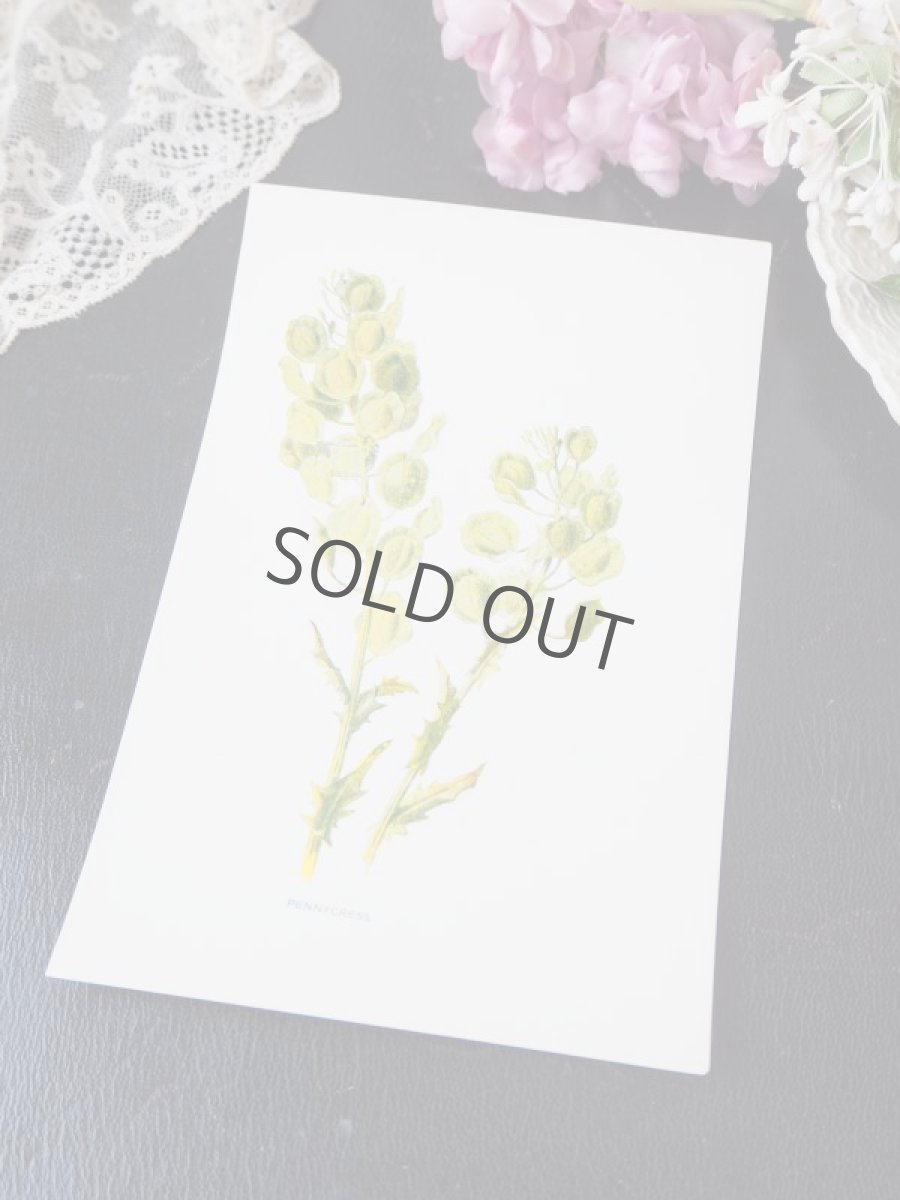 画像2: 植物画/英F.Edward Hulme作/グリーンの花 (2)