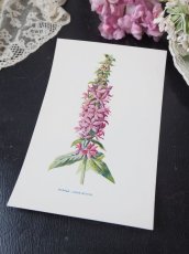 画像2: 植物画/英F.Edward Hulme作/ピンクの花 (2)