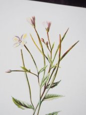画像3: 植物画/英F.Edward Hulme作/白い花 (3)