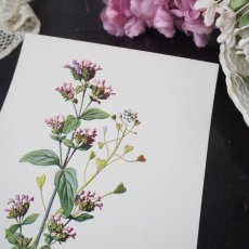 画像1: 植物画/英F.Edward Hulme作/ピンクの小花 (1)