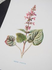 画像5: 植物画/英 F.Edward Hulme 作/2枚セット/ピンクの花 (5)
