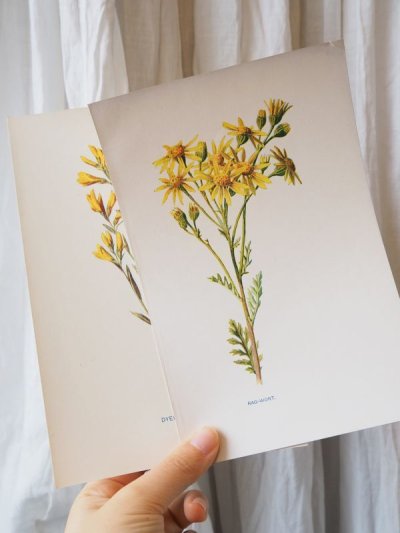 画像1: 植物画/英 F.Edward Hulme 作/2枚セット/黄色い花