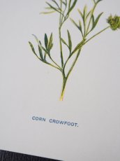 画像4: 植物画/英 F.Edward Hulme 作/2枚セット/ピンクと黄色い花 (4)
