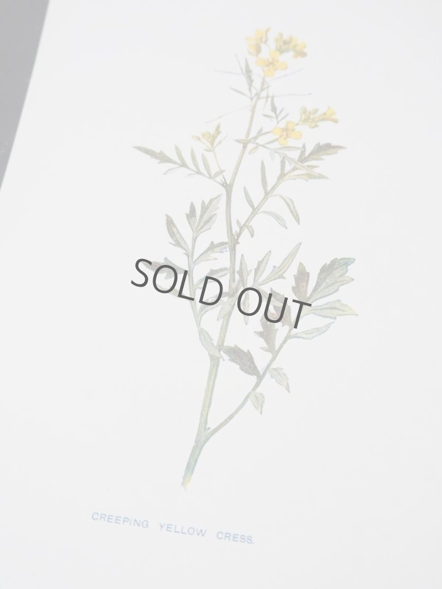 画像5: 植物画/英 F.Edward Hulme 作/2枚セット/紫と黄色い花 (5)