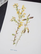 画像5: 植物画/英F.Edward Hulme作/黄色い花 (5)