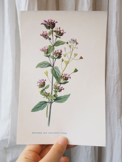 画像1: 植物画/英F.Edward Hulme作/ピンクの小花