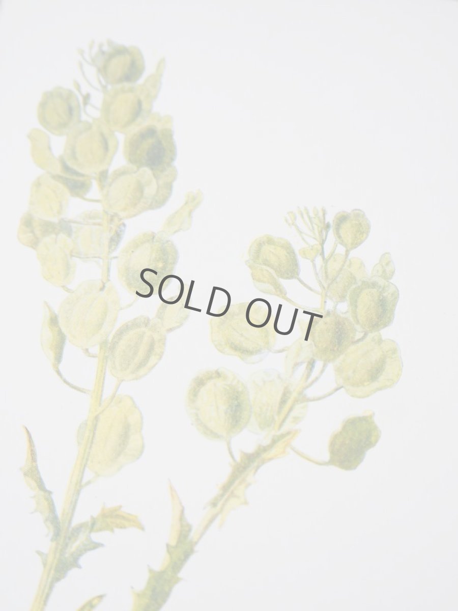 画像3: 植物画/英F.Edward Hulme作/グリーンの花 (3)