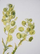 画像3: 植物画/英F.Edward Hulme作/グリーンの花 (3)