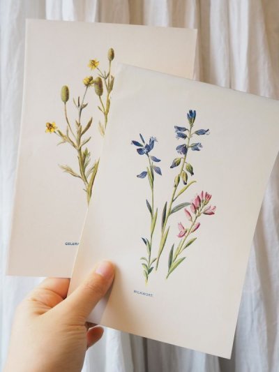 画像1: 植物画/英 F.Edward Hulme 作/2枚セット/青と黄色い花