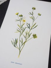 画像2: 植物画/英 F.Edward Hulme 作/2枚セット/ピンクと黄色い花 (2)
