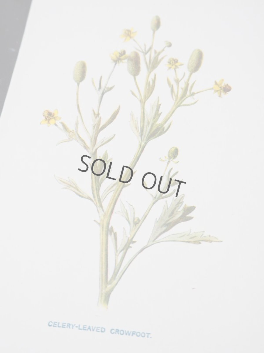 画像5: 植物画/英 F.Edward Hulme 作/2枚セット/青と黄色い花 (5)