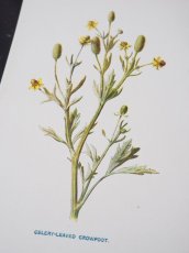 画像5: 植物画/英 F.Edward Hulme 作/2枚セット/青と黄色い花 (5)
