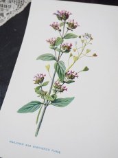 画像5: 植物画/英F.Edward Hulme作/ピンクの小花 (5)