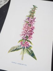 画像5: 植物画/英F.Edward Hulme作/ピンクの花 (5)
