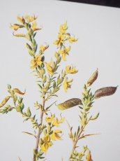 画像3: 植物画/英F.Edward Hulme作/黄色い花 (3)
