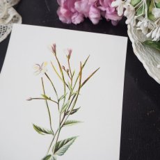 画像1: 植物画/英F.Edward Hulme作/白い花 (1)